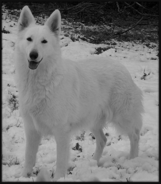 Diva of trebons berger blanc