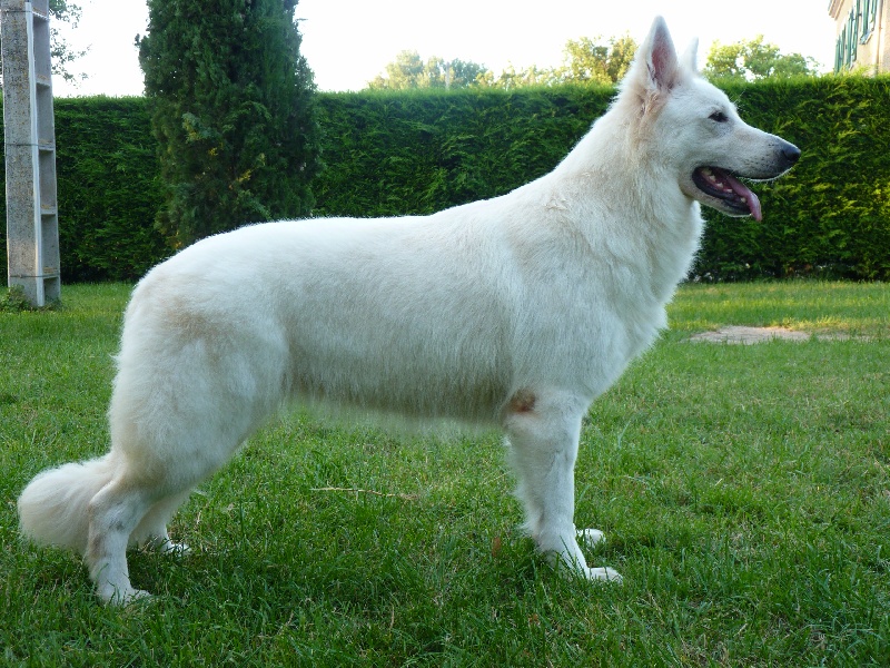 Fandora De La Divine Blanche