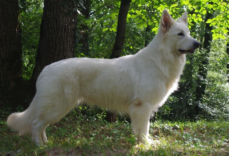 Hinata jewel of sunshine De La Divine Blanche