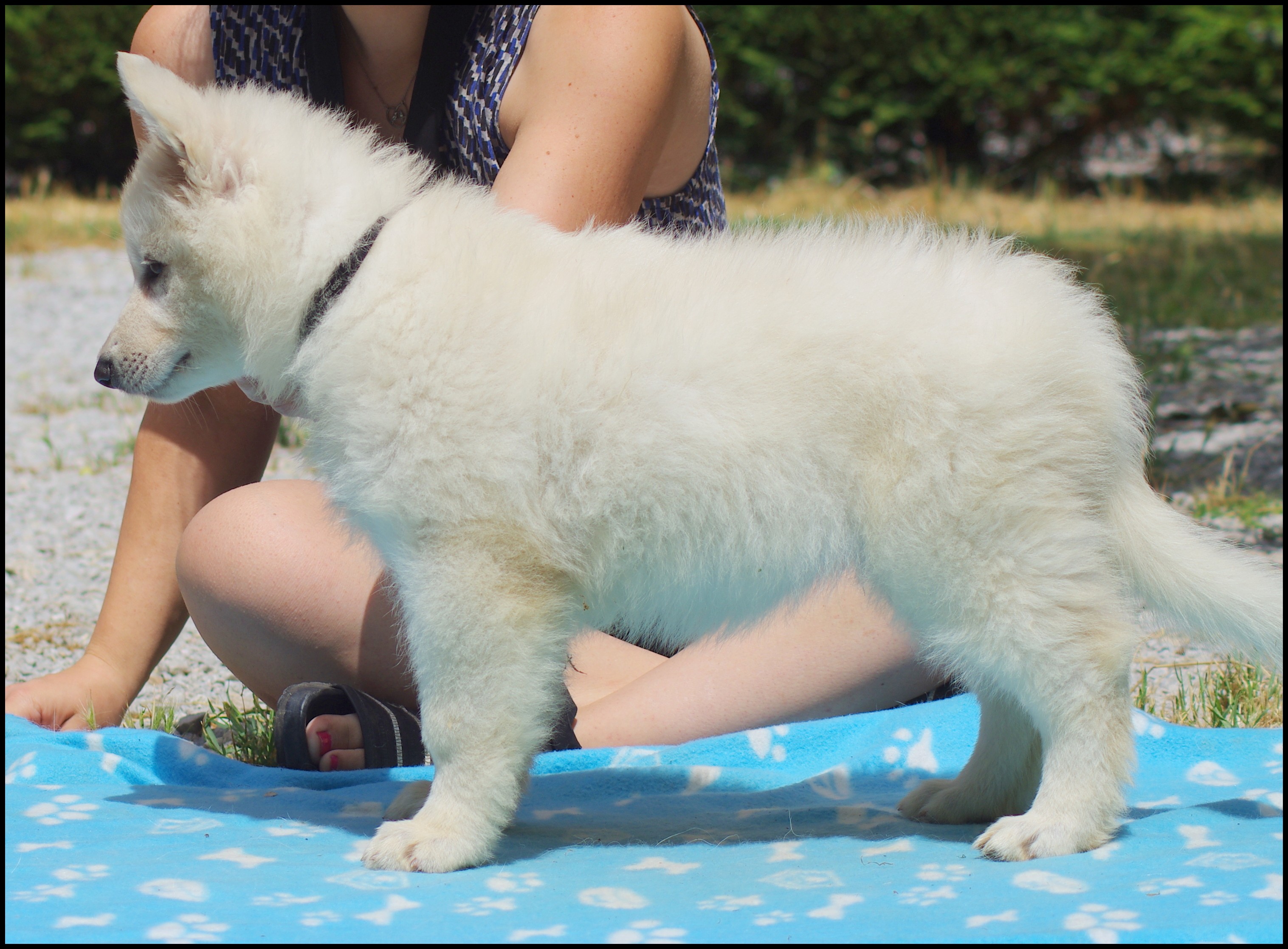 Nymph sybéria De La Divine Blanche