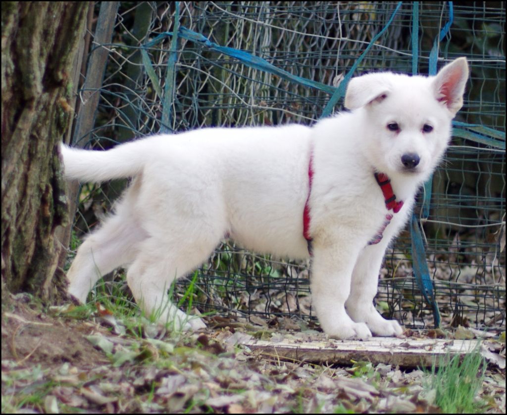 De La Divine Blanche - Berger Blanc Suisse - Portée née le 07/10/2017